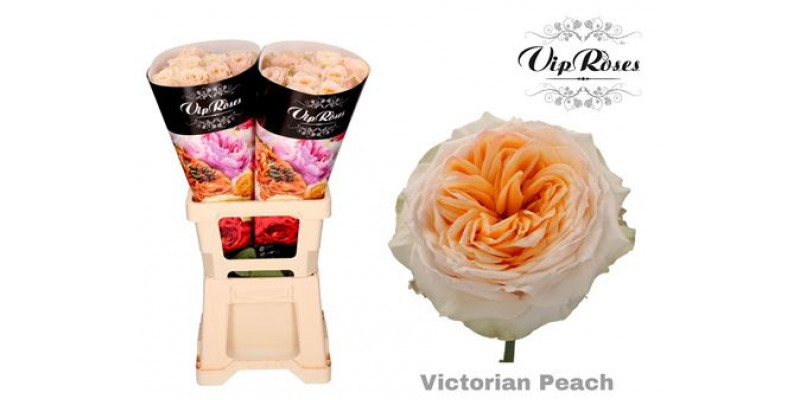 Rose Gr Vip Victoria Peach@ 70cm A1