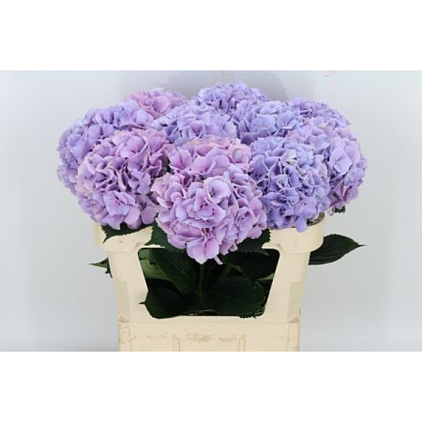 Hydrangea M Roy Benefit 75cm A1 Col-Milka