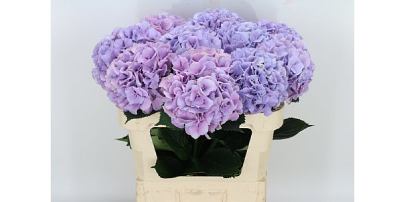 Hydrangea M Roy Benefit 75cm A1 Col-Milka