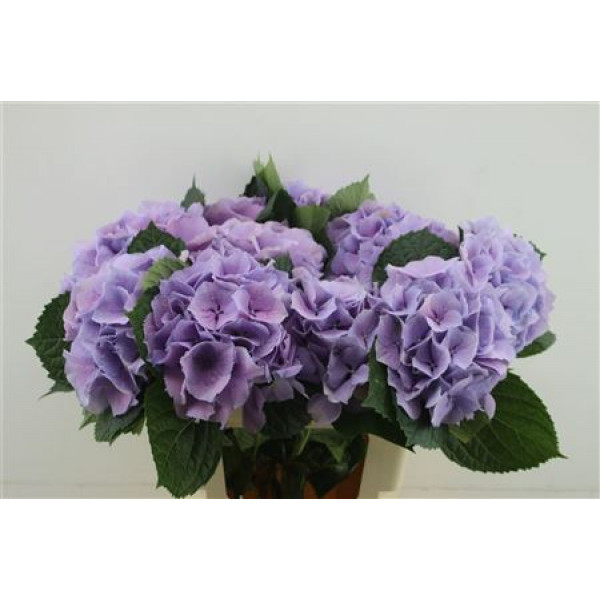 Hydrangea M Roy Benefit 60-20 DUTCH 60cm A1