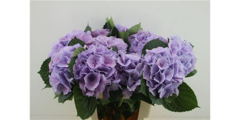 Hydrangea M Roy Benefit 60-20 DUTCH 60cm A1