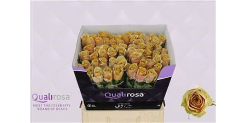 Rose Gr Golden Mustard 60cm  Col-Bronze