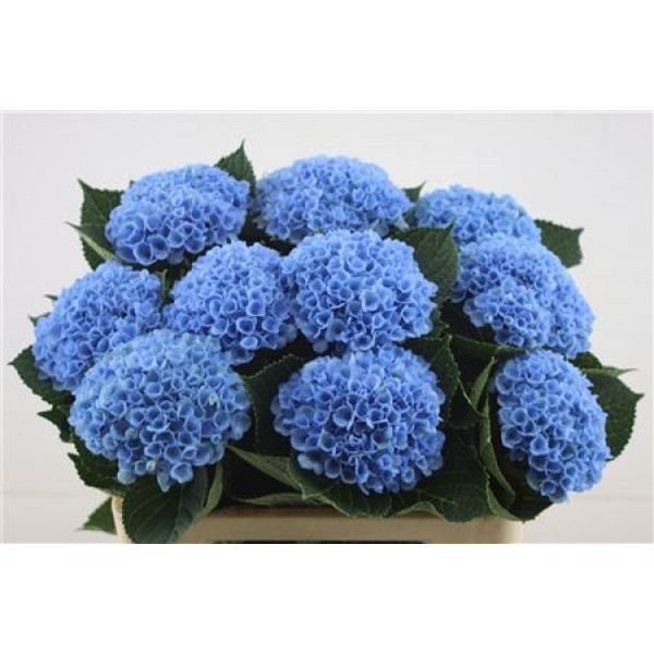 Hydrangea M Revol Blue 14 60cm A1