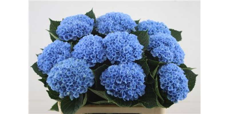 Hydrangea M Revol Blue 14 60cm A1