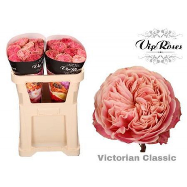 Rose Gr Vip Victor Classic 50cm A1