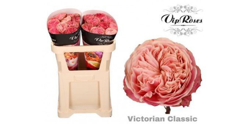 Rose Gr Vip Victor Classic 50cm A1