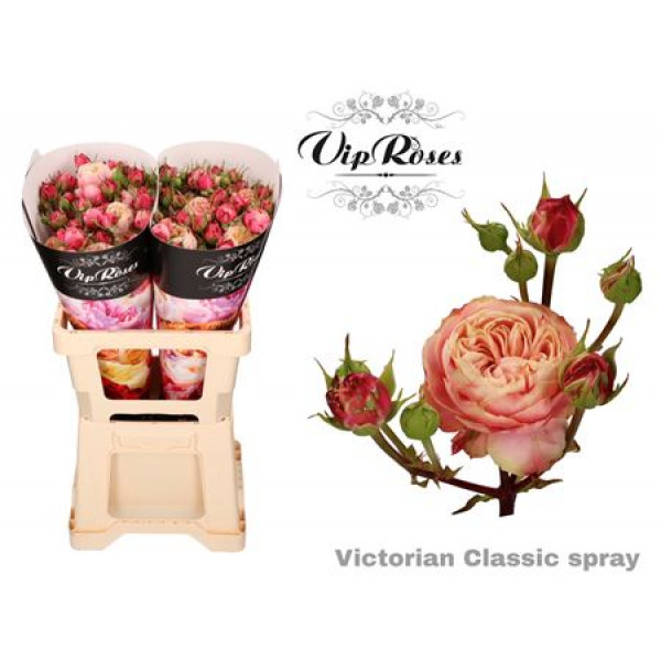 Rose Tr Vip Victor Classic 60cm A1