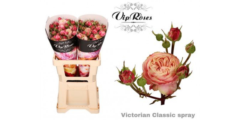 Rose Tr Vip Victor Classic 60cm A1