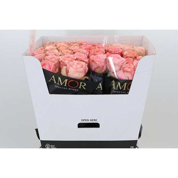 Rose Gr Wild Love 70cm A1