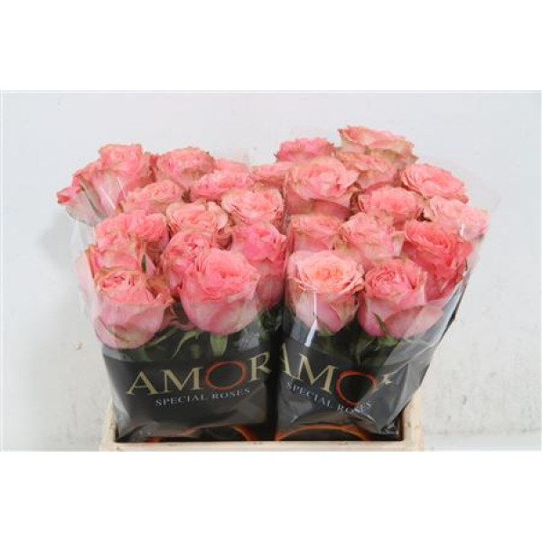 Rose Gr Wild Love 40cm A1