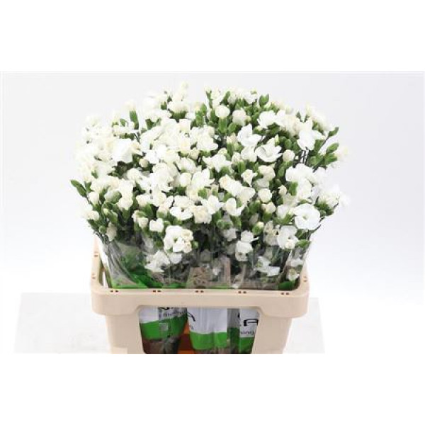 Dianthus Solomio Ard Wit X20 65cm A1 Col-White