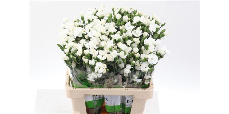 Dianthus Solomio Ard Wit X20 65cm A1 Col-White