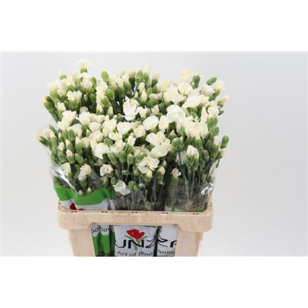 Dianthus Lala Alp X20 65cm A1