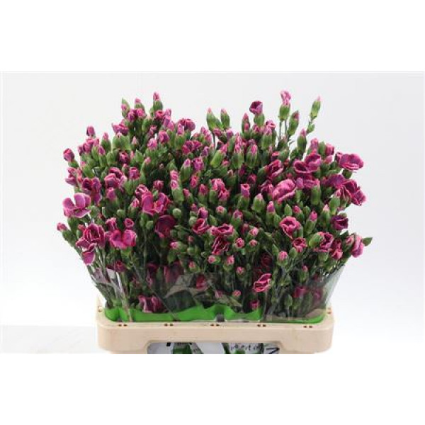 Dianthus Solomio Bono X20 65cm A1