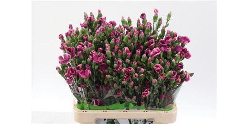 Dianthus Solomio Bono X20 65cm A1