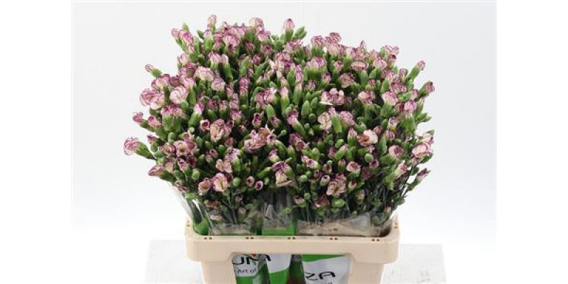 Dianthus Solomio Tino X20 65cm A1 Col-Bicolor