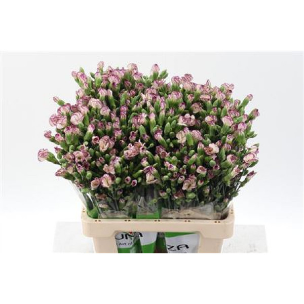 Dianthus Solomio Tino X20 65cm A1