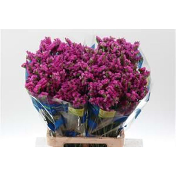 Limonium S Memory Wings Fu 70 A1Pink