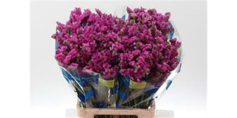 Limonium S Memory Wings Fu 70 A1Pink