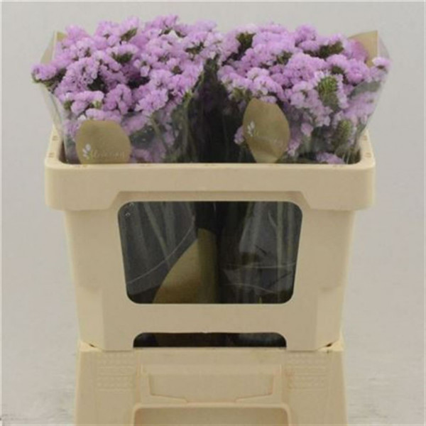 Limonium S Fantasia Wings 70 A1Pink