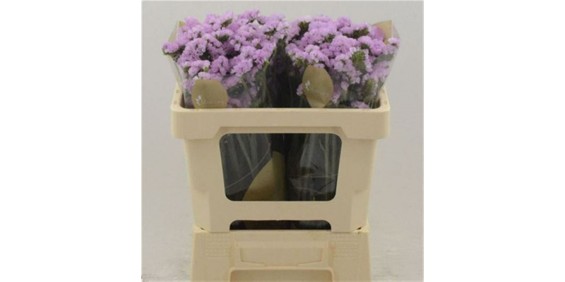 Limonium S Fantasia Wings 70 A1Pink