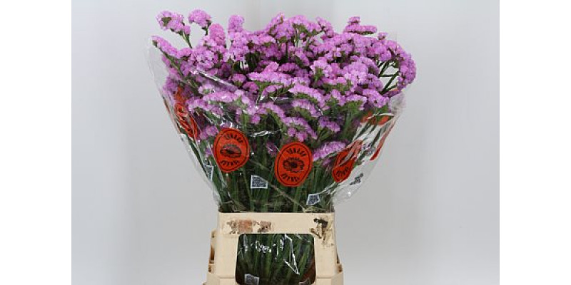 Limonium S Fantasia Wings 75 A1Pink