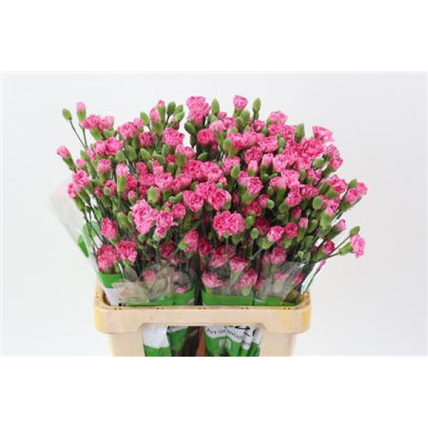 Dianthus Tr Lollypop Rs Select 65cm A1