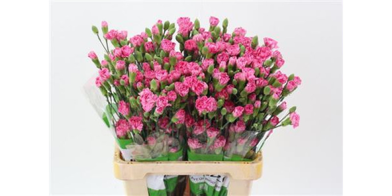 Dianthus Tr Lollypop Rs Select 65cm A1