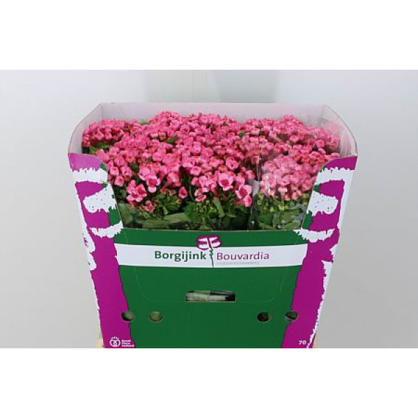 Bouvardia En Hot Pink 70cm A1