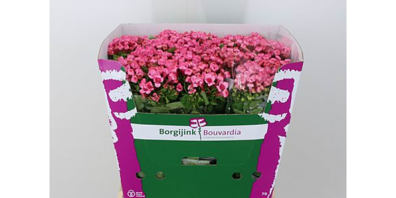 Bouvardia En Hot Pink 70cm A1