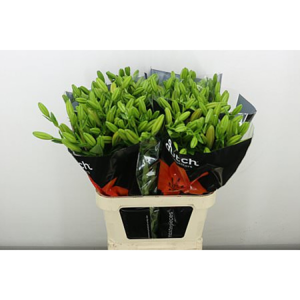 Lillys La Sunderland 4+ 90 cm A1 Lillys La Sunderland 4+ 90 cm A1