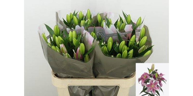 Lillys Or Du Rl Doria 80cm A1