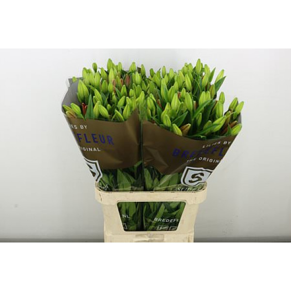 Lillys La Pokerface Supra 95 cm A1