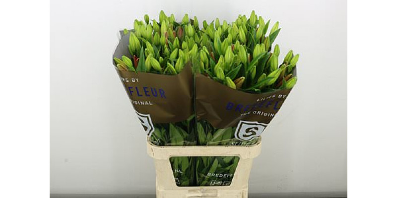 Lillys La Pokerface Supra 95 cm A1