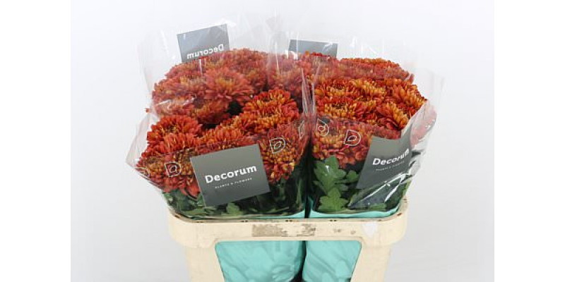 Chrysanthemums G Tusca 75cm A1 Col-Orange