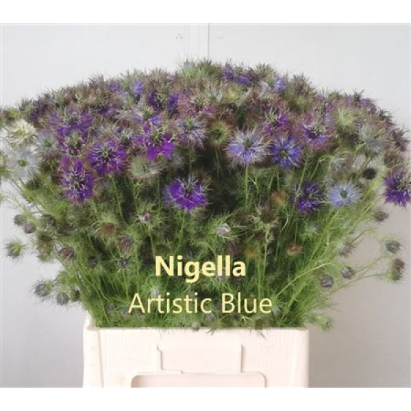 Nige D Artist Blu Bs 65cm A1