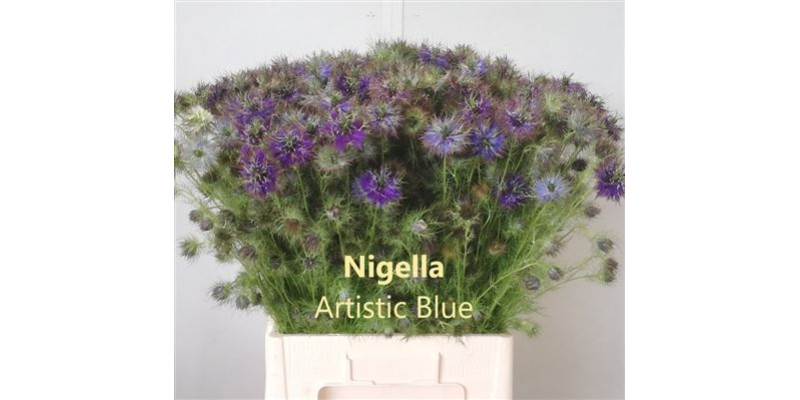 Nige D Artist Blu Bs 65cm A1