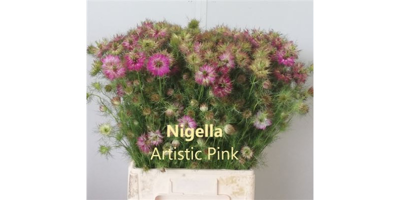 Nige D Artist Pi Bs 65cm A1