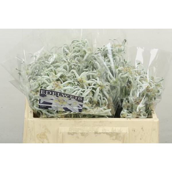 Leont A Blos Of Snow 30 cm  A1