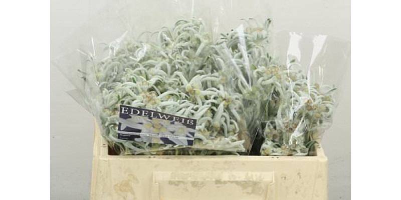 Leont A Blos Of Snow 30 cm  A1