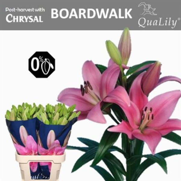 Lillys La Boardwalk 4Plus 90cm A1