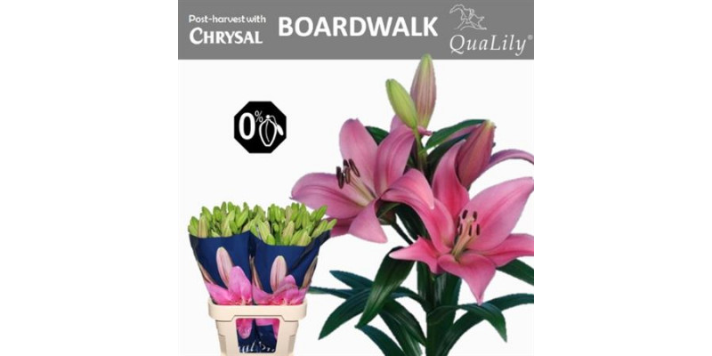 Lillys La Boardwalk 4Plus 90cm A1