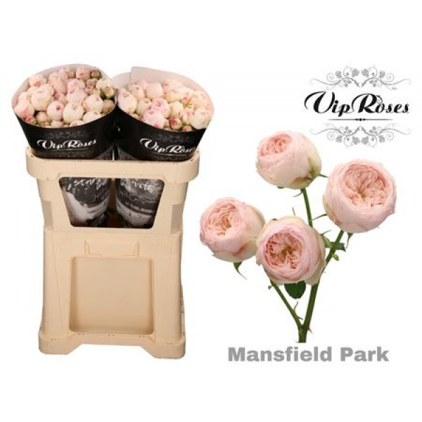 Rose Tr Mansfield Park 70cm A1