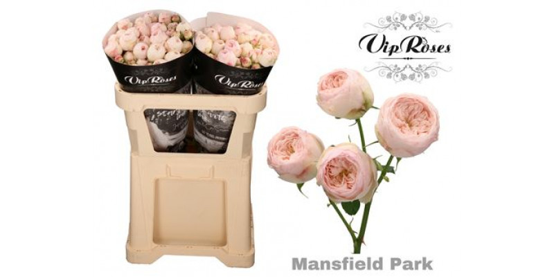 Rose Tr Mansfield Park 70cm A1