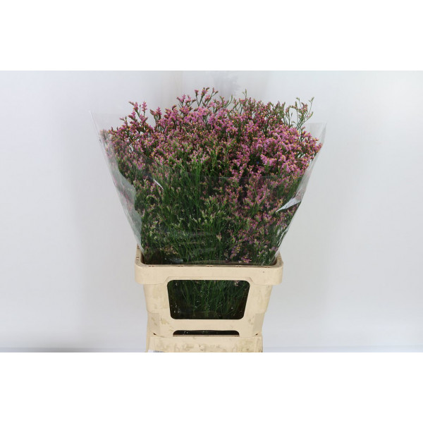 Limonium Sin Anouchka Dia 70 A1Pink