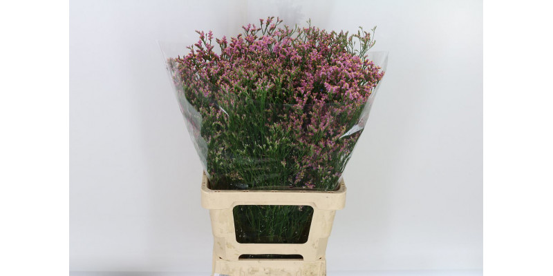 Limonium Sin Anouchka Dia 70 A1Pink