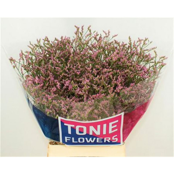 Limonium Sin Anouchka Dia 70cm A1 Col-Pink