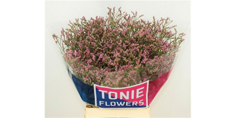 Limonium Sin Anouchka Dia 70cm A1 Col-Pink