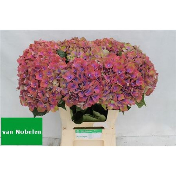 Hydrangea M Esperance 60cm A1