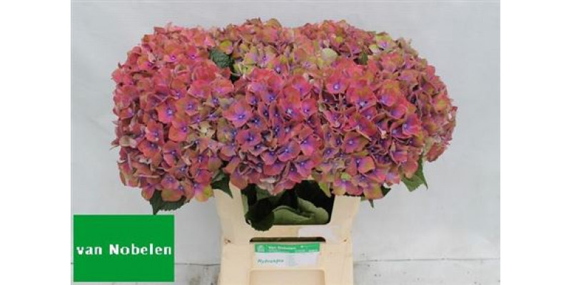 Hydrangea M Esperance 60cm A1